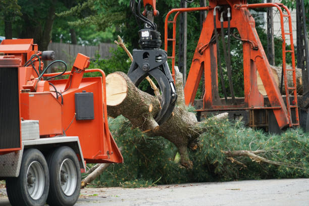 Best Lawn Drainage Solutions  in Redland, AL