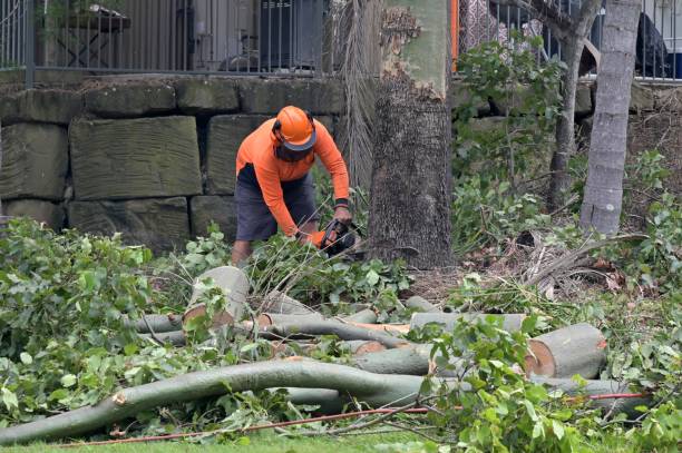 How Our Tree Care Process Works  in  Redland, AL