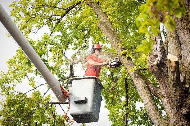 Best Hazardous Tree Removal  in Redland, AL